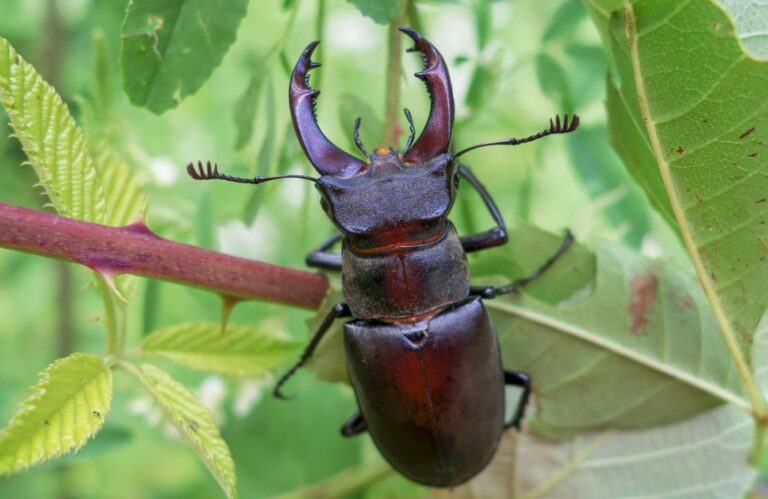 北アメリカ最大のミヤマクワガタ!エラフスミヤマの特徴と飼育方法 stag&rhino